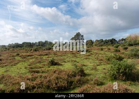 Blick auf die Landschaft über die offene Heidelandschaft im New Forest National Park in der Nähe von Beaulieu, Hampshire, England, im September Stockfoto