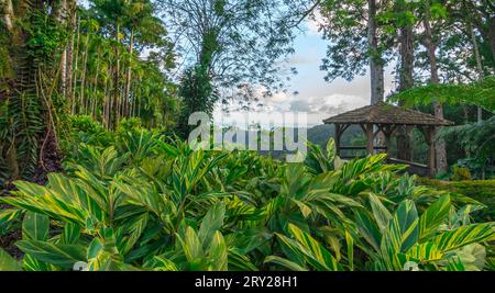 Jardins de la Balata in Fort-de-France, Martinique. Exotische Gärten der französischen Westindien. Stockfoto