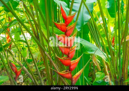 Jardins de la Balata in Fort-de-France, Martinique. Exotische Gärten der französischen Westindien. Stockfoto