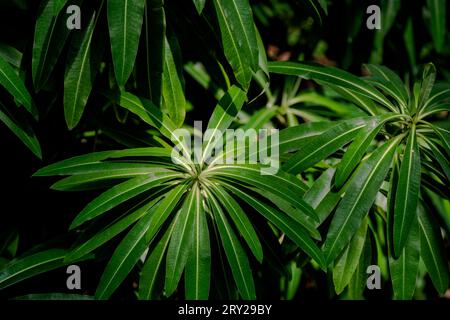 Euphorbia millifera Kanarienvogel, der in einem Garten im Vereinigten Königreich wächst. Stockfoto