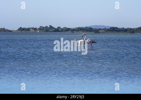 Zwei Flamingo elegante Silhouette waten im Wasser. Stockfoto