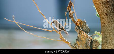 Der rußköpfige Bulbul-Vogel ist ein Mitglied der Familie Pycnonotidae und Barsch auf dem Baum Stockfoto