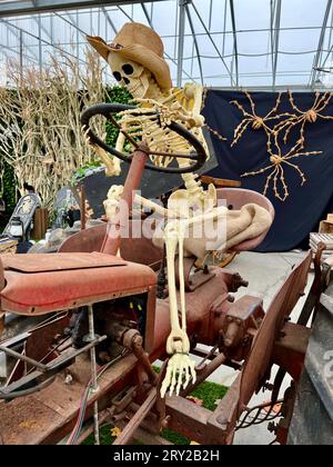 Ein Skelett in einem Strohhut sitzt hinter dem Rad einer Traktorspinne im Hintergrund Herbstlaub und Dach Stalldach Rosteiserner Traktorhintergrund für Text über menschliche Knochen an Halloween Stockfoto