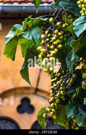 Paulownia tomentosa und seine Früchte im Spätsommer, auch Kaiserbaum oder Fuchshandelbaum genannt, schnell wachsendes und großes Blatt, Paulowniaceae Stockfoto