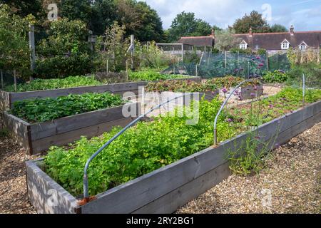 Blick auf Hochbeete in Patrick's Patch, einem Gemeinschaftsgarten in Beaulieu, Hampshire, England, Großbritannien. Gemüseanbau für lokale Unternehmen Stockfoto