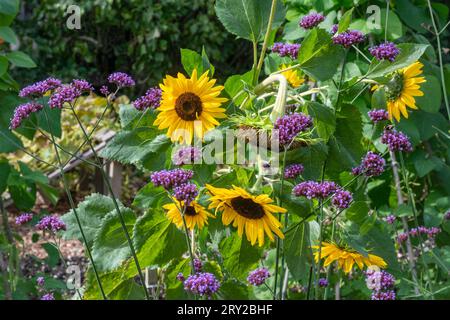 Sonnenblumen und purpletop vervain (Verbena bonariensis) Blumen in einem Wildnisgarten, attraktiv für Bienen und Schmetterlinge, England, Großbritannien Stockfoto