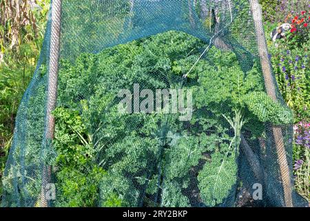 Grünkohl „Zwerggrün gekräuselt“, Brassica oleracea (acephala Group), wächst in einem Gemüsegarten unter Schutznetz, England, Vereinigtes Königreich. Superfood-Konzept Stockfoto