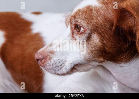Seitenansicht des entzückenden Spaniel Breton Hundes mit braunem und weißem Fell und dunklen Augen, die von der Wand wegschauen, während sie gegen die graue Wand stehen Stockfoto