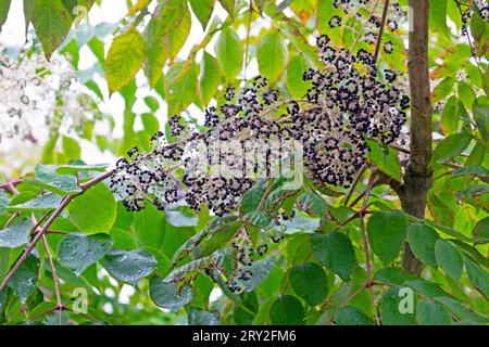 Japanische Aralia elata im Horniman Museum Garden im Herbst London England UK KATHY DEWITT Stockfoto