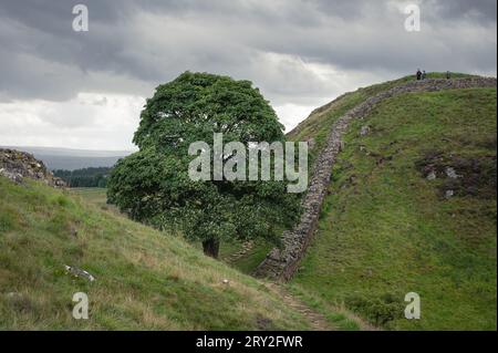 Sycamore Gap einsamer Baum. Hadrians Mauer, Northumberland. Stockfoto