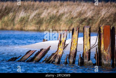 28. September 2023, Mecklenburg-Vorpommern, Prerow: Vor dem Schilfgürtel stehen im Notfallhafen Darßer Ort im Nationalpark Vorpommersche Boddenlandschaft rostige Pfahlwände. Derzeit werden schwere Anlagen verwendet, um die Steg- und Betonflächen aufzureißen und die Renaturierung des Bereichs vorzubereiten. Der Hafen wurde Anfang der 1960er Jahre an der zuvor unberührten Küste unter Verstoß gegen bestehende Naturschutzgesetze errichtet. Lange Zeit diente er als Küstenhafen für Torpedoschnellboote der DDR-Volksmarine und nach der Wiedervereinigung als Hafen von R. Stockfoto