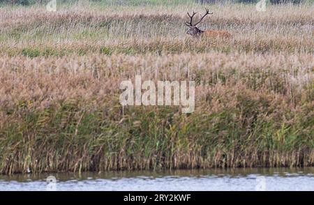 28. September 2023, Mecklenburg-Vorpommern, Prerow: Ein Hirsch steht im Schilfgürtel am Darßer Ort im Nationalpark Vorpommersche Boddenlandschaft. Derzeit werden schwere Anlagen zum Abreißen von Anlegestellen und Betonoberflächen und zur Vorbereitung der Renaturierung des Bereichs verwendet. Der Hafen wurde Anfang der 1960er Jahre gegen bestehende Naturschutzgesetze an der zuvor unberührten Küste errichtet. Er diente lange Zeit als Küstenhafen für Torpedoschnellboote der DDR-Volksmarine und nach der Wiedervereinigung als Zufluchtshafen und Standort für einen Rettungskreuzer der Stockfoto