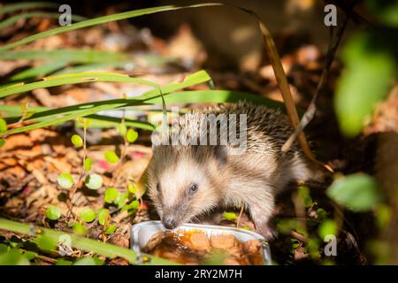 Igel Igelmutter mit Jungtieren im Wohnumfeld von Menschen. Ein naturnaher Garten ist ein guter Lebensraum für Igel. Junge Igel kann auch zugefüttert werden, um ihnen besser Überlebenschanchen für den Winterschlaf zu geben. Bannewitz Sachsen Deutschland *** Igel Muttereigel mit Jungtieren im Lebensraum des Menschen Ein Naturnaher Garten ist ein guter Lebensraum für Igel Junge Igel können auch gefüttert werden, um ihnen bessere Überlebenschancen für die Überwinterung zu geben Bannewitz Sachsen Deutschland Stockfoto