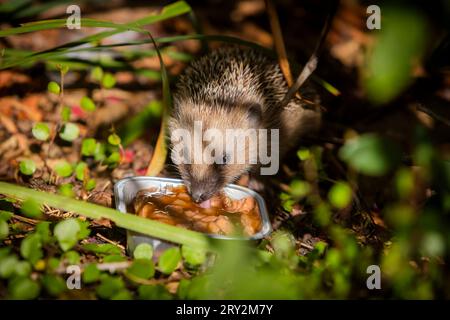 Igel Igelmutter mit Jungtieren im Wohnumfeld von Menschen. Ein naturnaher Garten ist ein guter Lebensraum für Igel. Junge Igel kann auch zugefüttert werden, um ihnen besser Überlebenschanchen für den Winterschlaf zu geben. Bannewitz Sachsen Deutschland *** Igel Muttereigel mit Jungtieren im Lebensraum des Menschen Ein Naturnaher Garten ist ein guter Lebensraum für Igel Junge Igel können auch gefüttert werden, um ihnen bessere Überlebenschancen für die Überwinterung zu geben Bannewitz Sachsen Deutschland Stockfoto