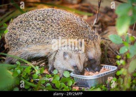 Igel Igelmutter mit Jungtieren im Wohnumfeld von Menschen. Ein naturnaher Garten ist ein guter Lebensraum für Igel. Junge Igel kann auch zugefüttert werden, um ihnen besser Überlebenschanchen für den Winterschlaf zu geben. Bannewitz Sachsen Deutschland *** Igel Muttereigel mit Jungtieren im Lebensraum des Menschen Ein Naturnaher Garten ist ein guter Lebensraum für Igel Junge Igel können auch gefüttert werden, um ihnen bessere Überlebenschancen für die Überwinterung zu geben Bannewitz Sachsen Deutschland Stockfoto