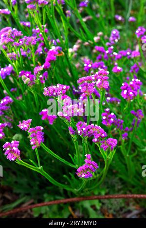 Nahaufnahme der violetten Blüten und grünen Stängel der Sommer lang blühenden jährlichen Gartenpflanze limonium sinuatum lila Attraktion Stockfoto