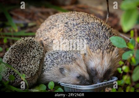 Igel Igelmutter mit Jungtieren im Wohnumfeld von Menschen. Ein naturnaher Garten ist ein guter Lebensraum für Igel. Junge Igel kann auch zugefüttert werden, um ihnen besser Überlebenschanchen für den Winterschlaf zu geben. Bannewitz Sachsen Deutschland *** Igel Muttereigel mit Jungtieren im Lebensraum des Menschen Ein Naturnaher Garten ist ein guter Lebensraum für Igel Junge Igel können auch gefüttert werden, um ihnen bessere Überlebenschancen für die Überwinterung zu geben Bannewitz Sachsen Deutschland Stockfoto