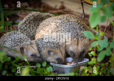 Igel Igelmutter mit Jungtieren im Wohnumfeld von Menschen. Ein naturnaher Garten ist ein guter Lebensraum für Igel. Junge Igel kann auch zugefüttert werden, um ihnen besser Überlebenschanchen für den Winterschlaf zu geben. Bannewitz Sachsen Deutschland *** Igel Muttereigel mit Jungtieren im Lebensraum des Menschen Ein Naturnaher Garten ist ein guter Lebensraum für Igel Junge Igel können auch gefüttert werden, um ihnen bessere Überlebenschancen für die Überwinterung zu geben Bannewitz Sachsen Deutschland Stockfoto