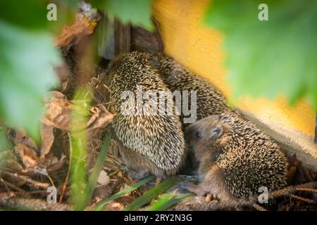 Igel Igelmutter mit Jungtieren im Wohnumfeld von Menschen. Ein naturnaher Garten ist ein guter Lebensraum für Igel. Junge Igel kann auch zugefüttert werden, um ihnen besser Überlebenschanchen für den Winterschlaf zu geben. Bannewitz Sachsen Deutschland *** Igel Muttereigel mit Jungtieren im Lebensraum des Menschen Ein Naturnaher Garten ist ein guter Lebensraum für Igel Junge Igel können auch gefüttert werden, um ihnen bessere Überlebenschancen für die Überwinterung zu geben Bannewitz Sachsen Deutschland Stockfoto