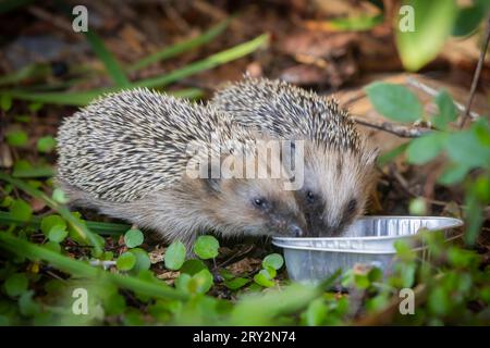 Igel Igelmutter mit Jungtieren im Wohnumfeld von Menschen. Ein naturnaher Garten ist ein guter Lebensraum für Igel. Junge Igel kann auch zugefüttert werden, um ihnen besser Überlebenschanchen für den Winterschlaf zu geben. Bannewitz Sachsen Deutschland *** Igel Muttereigel mit Jungtieren im Lebensraum des Menschen Ein Naturnaher Garten ist ein guter Lebensraum für Igel Junge Igel können auch gefüttert werden, um ihnen bessere Überlebenschancen für die Überwinterung zu geben Bannewitz Sachsen Deutschland Stockfoto