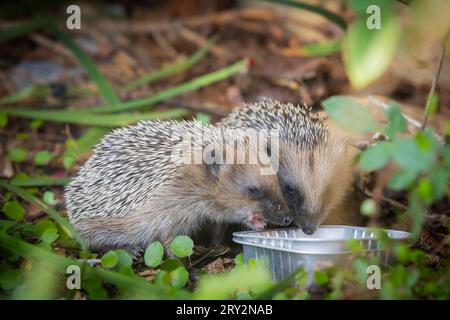 Igel Igelmutter mit Jungtieren im Wohnumfeld von Menschen. Ein naturnaher Garten ist ein guter Lebensraum für Igel. Junge Igel kann auch zugefüttert werden, um ihnen besser Überlebenschanchen für den Winterschlaf zu geben. Bannewitz Sachsen Deutschland *** Igel Muttereigel mit Jungtieren im Lebensraum des Menschen Ein Naturnaher Garten ist ein guter Lebensraum für Igel Junge Igel können auch gefüttert werden, um ihnen bessere Überlebenschancen für die Überwinterung zu geben Bannewitz Sachsen Deutschland Stockfoto