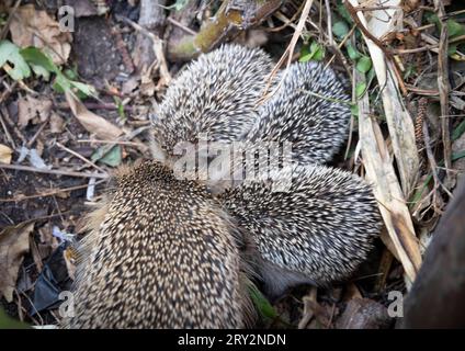 Igel Igelmutter mit Jungtieren im Wohnumfeld von Menschen. Ein naturnaher Garten ist ein guter Lebensraum für Igel. Junge Igel kann auch zugefüttert werden, um ihnen besser Überlebenschanchen für den Winterschlaf zu geben. Bannewitz Sachsen Deutschland *** Igel Muttereigel mit Jungtieren im Lebensraum des Menschen Ein Naturnaher Garten ist ein guter Lebensraum für Igel Junge Igel können auch gefüttert werden, um ihnen bessere Überlebenschancen für die Überwinterung zu geben Bannewitz Sachsen Deutschland Stockfoto