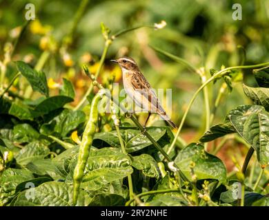 Whinchat (Saxicola rubetra) auf einer Bohnenstange, Mandria, Zypern. Stockfoto