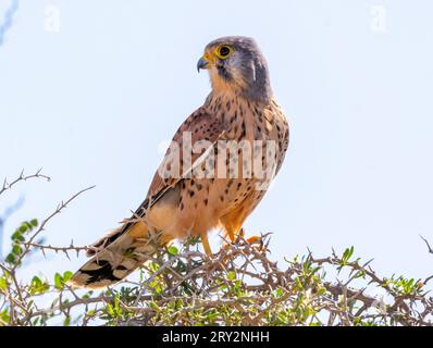 Männlicher Kestrel (falco tinnunculus) auf einem Thronstrauch, Mandria, Zypern. Stockfoto