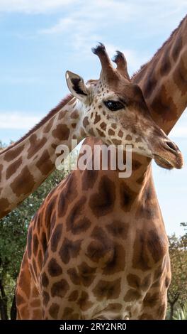 Die niedliche schüchterne Babygiraffe kuschelt sich im Zoo Barben in Frankreich an den Hals ihrer Mutter. Stockfoto