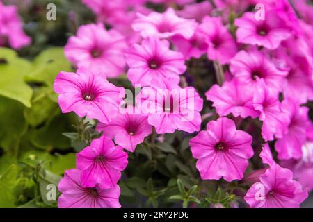 Blumenstrauß leuchtend rosa Blumen in einem Garten Stockfoto