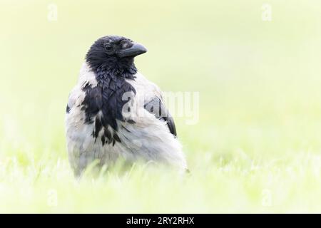 Eine Kapuzenkrähe (Corvus cornix), die auf einem Feld ruht. Stockfoto