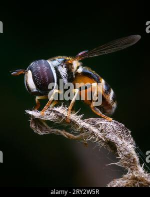 Extremes Makrobild einer Schwebefliege, die auf einem Stock ruht Stockfoto