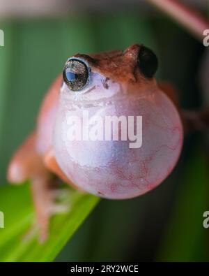 Jerdons Macrobild Bush Frog, Vocal Sack sichtbar Stockfoto