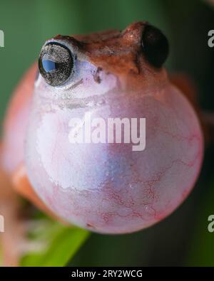 Jerdons Macrobild Bush Frog, Vocal Sack sichtbar Stockfoto