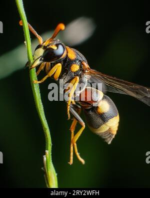 Gelbes, gestreiftes Wasp Extreme Makro-Nahaufnahme-Bild mit gestochen scharfen Details Stockfoto