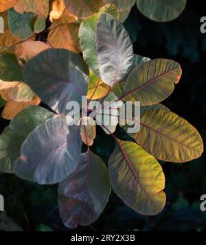 Nachmittagssonne verstärkt Cotinus „Grace“ Stockfoto