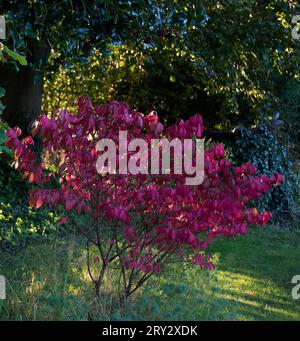 Euonymus alatus 'Compactus' Stockfoto