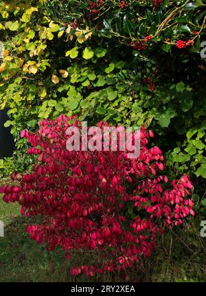 Euonymus alatus 'Compactus' Stockfoto