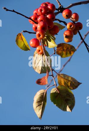 Malus X robusta "Red Sentinel" Stockfoto