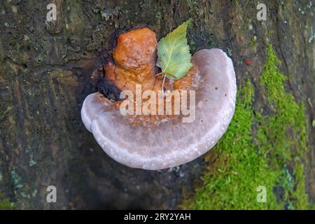 Fomitopsis pinicola ist ein Stammzerfallspilz, der bei Weichholz- und Hartholzbäumen häufig auftritt. Stockfoto