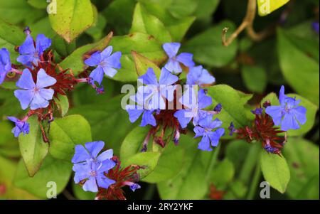 Die blauen Blüten von Ceratostigma plumbaginoides, Hardy plumbago Stockfoto