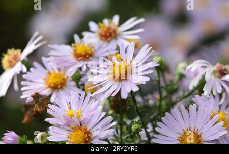 Eine Nahaufnahme der Blumen der Michaelmas Daisies, Aster Stockfoto