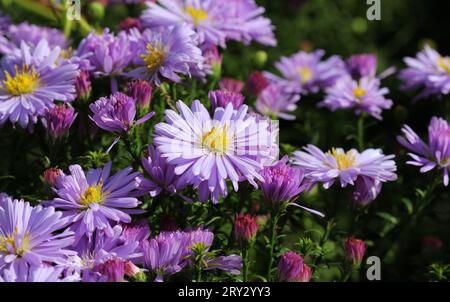 Eine Nahaufnahme der Blumen der Michaelmas Daisies, Aster Stockfoto