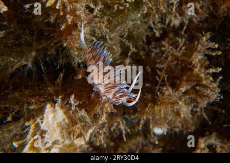 Hervia (Cratena peregrina) Stockfoto