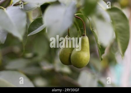 Grüne Birne hängt an einem Ast zwischen den Blättern. Grüne Birnen auf einem Birnenzweig im Garten. Stockfoto