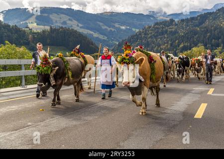 Zwei blumengeschmückte Leitkühe führen eine Rinderherde und ihre Hirten entlang der Straße während des Alpabzugs in Oberschrot, Gemeinde Plaffeien, Kanton Freiburg, Schweiz, mit den Bergen des Sensebezirks im Hintergrund. Jedes Jahr Ende September treiben die Hirtenfamilien ihre Herden von den Almen zurück ins Tal, begleitet von einem Dorffest mit Musik und Käseverkauf. Im Jahr 2023 kamen 19 Hirtenfamilien im Viertelstundentakt an. Stockfoto