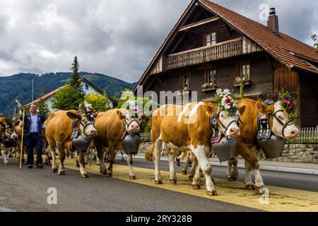 Ein Hirte, der einen traditionellen Holzstab trägt, führt eine Reihe von mit Blumen gekrönten Kühen mit großen Glocken durch die Dorfstraße von Oberschrot, Gemeinde Plaffeien, Kanton Freiburg, Schweiz, vor einem traditionellen Holzhaus im Freiburger Stil. Jedes Jahr im späten September treiben die Hirtenfamilien ihre Herden von den Almen zurück ins Tal, begleitet von einem Dorffest mit Musik und Käseverkauf. Im Jahr 2023 kamen 19 Hirtenfamilien im Viertelstundentakt an. Stockfoto