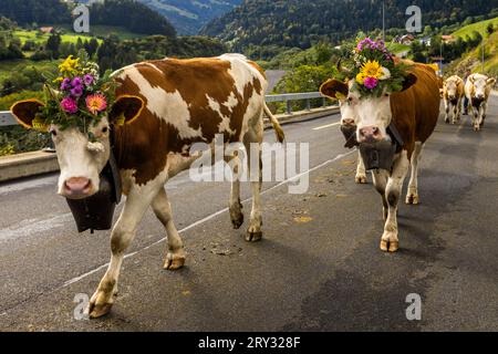 Herbstlich zeremonielle Viehabtrieb von Bergweiden ins Tal von Plaffeien in der Schweiz. Alpenzug in Oberschrot. Jedes Jahr im Herbst werden die Rinder vom Sommer auf der Alpe in einer Prozession zurück ins Dorf getrieben. Stockfoto