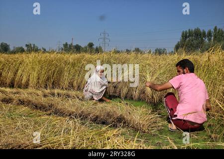 Srinagar Kaschmir, Indien. September 2023 28. Die Bauern arbeiten in einem Reisfeld während der Erntesaison am Stadtrand von Srinagar. In diesem Jahr wird die Reisproduktion in Kaschmir aufgrund eines erheblichen Niederschlagsdefizits und außergewöhnlich hoher Temperaturen im September voraussichtlich zurückgehen, wodurch jahrhundertealte Rekorde gebrochen werden. Indien, der zweitgrößte Reisproduzent der Welt, hält einen weltweiten Marktanteil von 40 %. Am 28. September 2023 in Srinagar Kaschmir, Indien. (Bildauszug: © Firdous Nazir/Okular über ZUMA Press Wire) NUR REDAKTIONELLE VERWENDUNG! Nicht für kommerzielle ZWECKE! Stockfoto