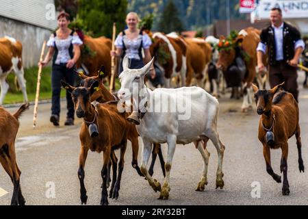 Herbstlich zeremonielle Viehabtrieb von Bergweiden ins Tal von Plaffeien in der Schweiz. Alpenzug in Oberschrot. Jedes Jahr im Herbst werden die Rinder vom Sommer auf der Alpe in einer Prozession zurück ins Dorf getrieben. Stockfoto